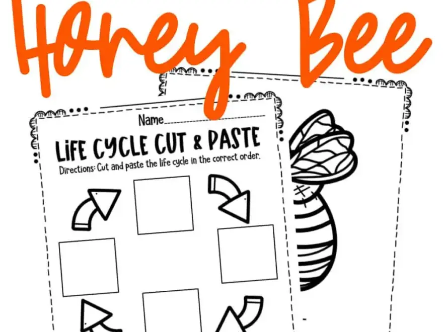 Bee Life Cycle Worksheets