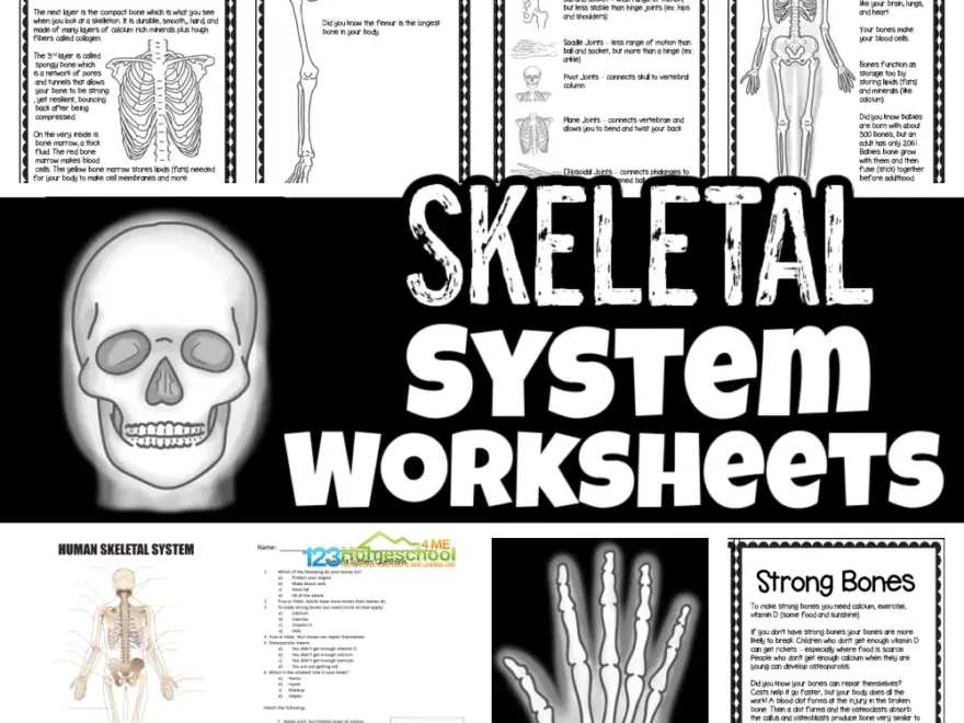 Free Skeletal System Worksheets Kids 30