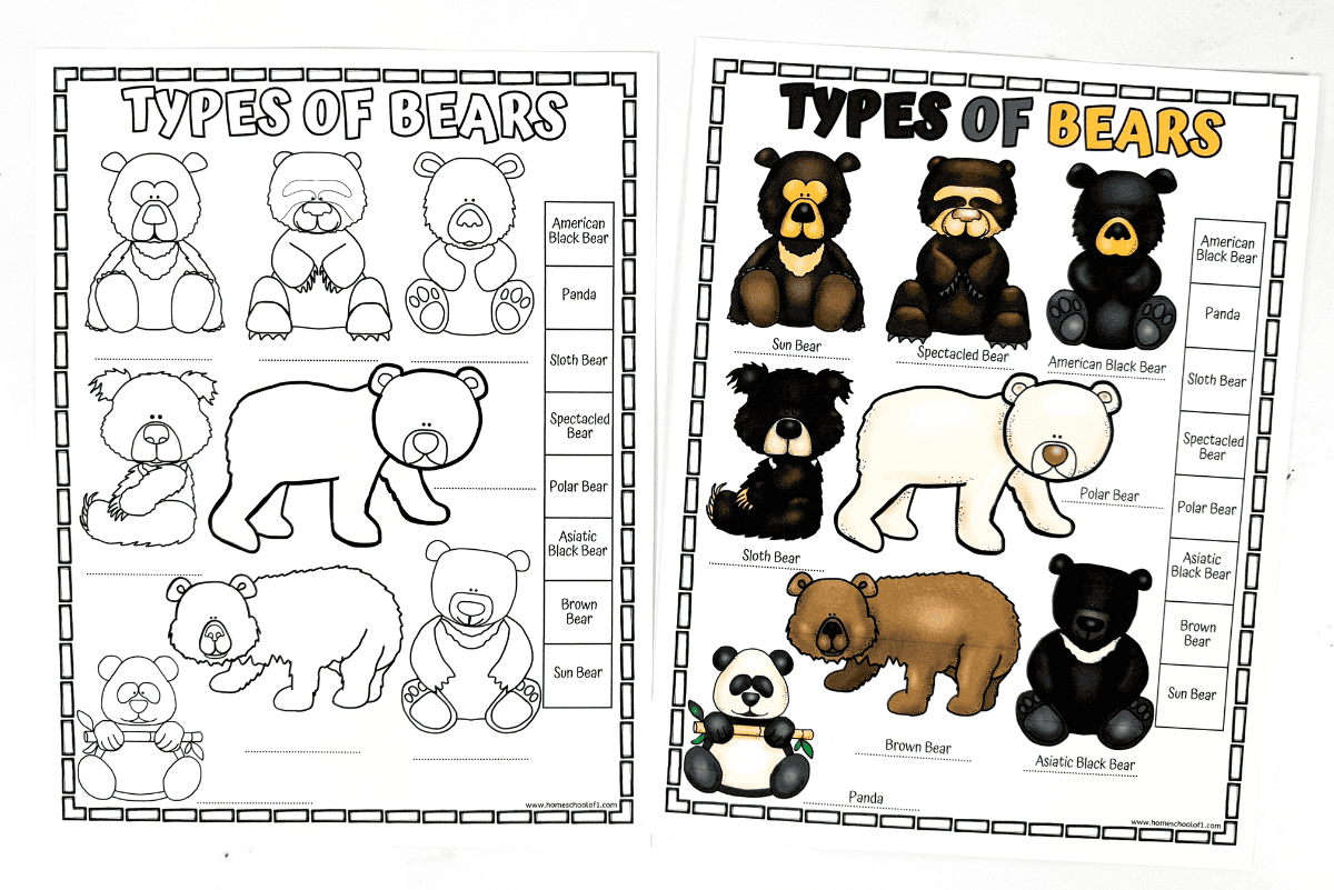 Types Of Bears Worksheet Types Of Bears Worksheet